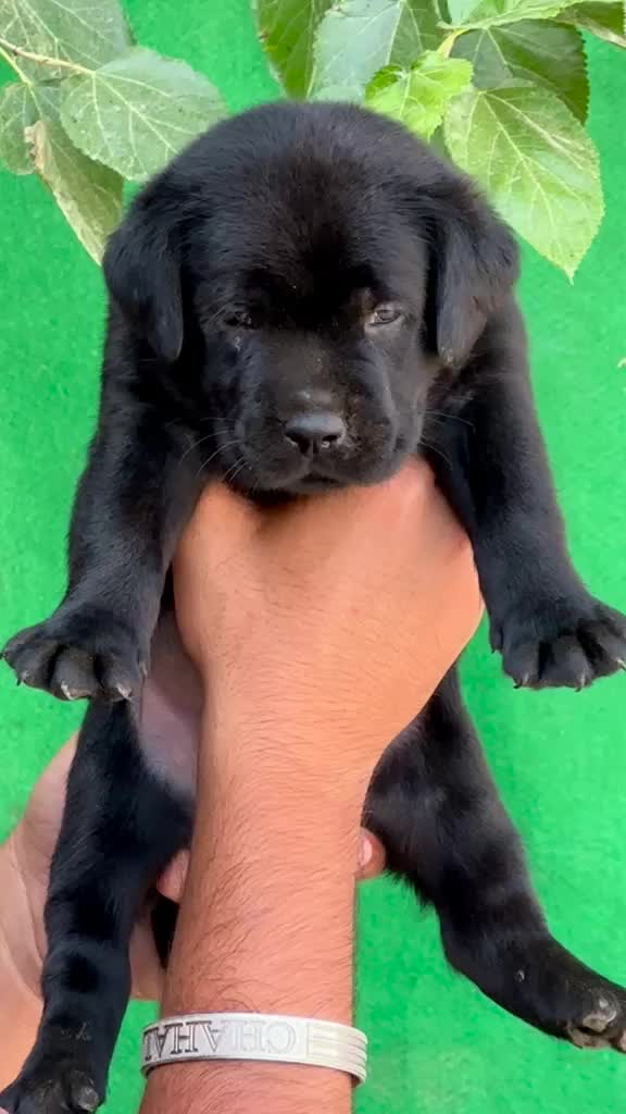 Beagle Black & Tan Puppy at a farm in Ludhiana, Punjab