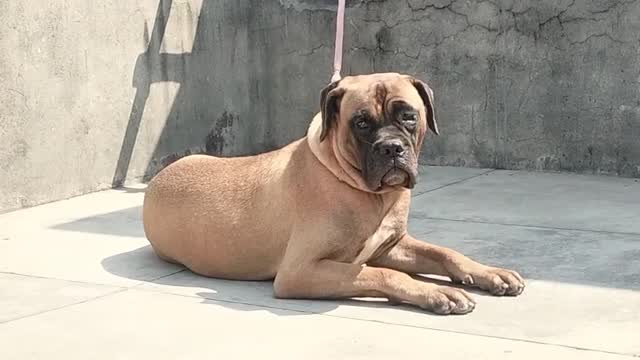 French Mastiff Puppy at a farm in Saharanpur, Uttar Pradesh