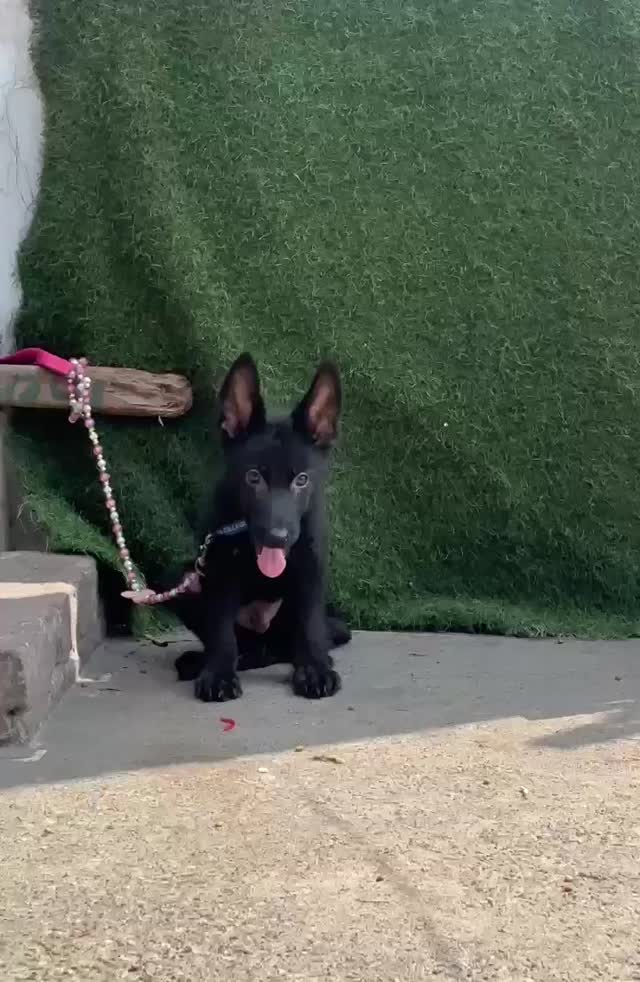 German Shepherd Puppy | Z Black at a farm in Saharanpur, Uttar Pradesh