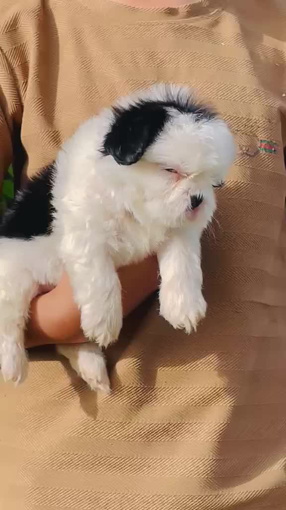 Shih Tzu | Tri Color Puppy at a farm in Ludhiana, Punjab