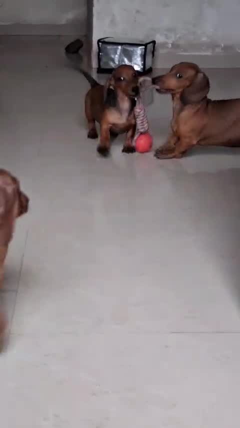 Dachshund Puppy at a farm in Maharashtra