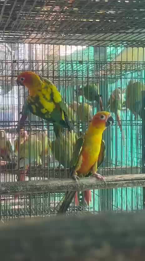 Sun Conure at a farm in Chennai, Tamil Nadu