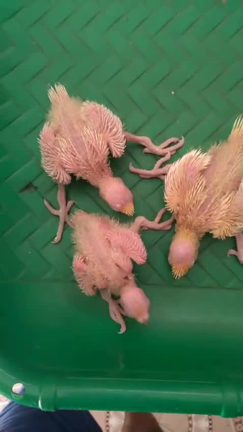 Cockateils at a farm in Cuddalore, Tamil Nadu