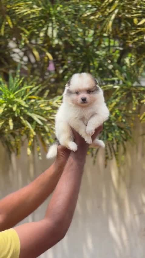 Culture Pom Puppy at a farm in Kollam, Kerala