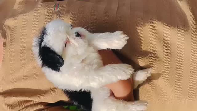 Shih Tzu | Tri Color Puppy at a farm in Punjab
