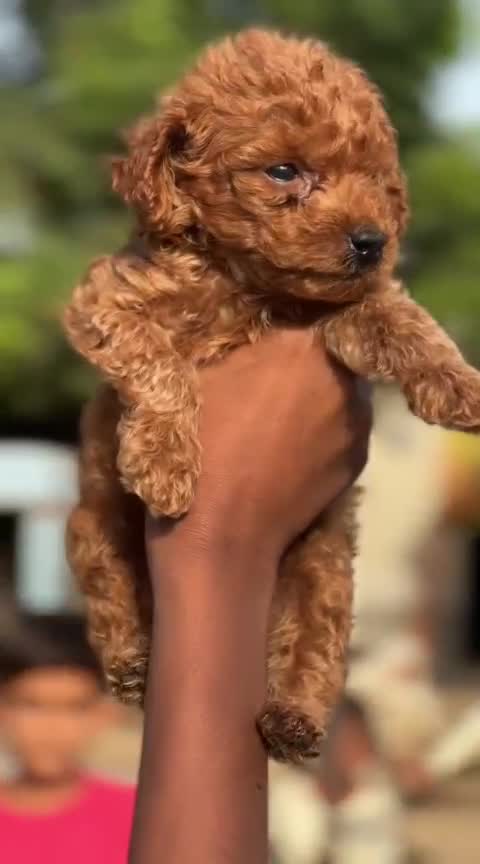 Toy Poodle Puppy at a farm in Ludhiana, Punjab