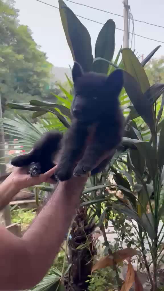 German Shepherd Puppy | Z Black at a farm in Delhi