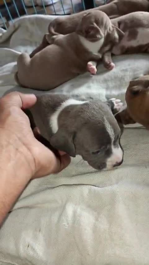 American Bully Standard Size Puppy at a farm in Delhi