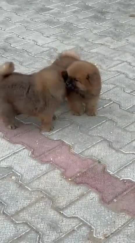 Chow Chow Puppies at a farm in Ludhiana, Punjab