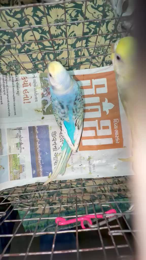 Budgies at a farm in Ahmedabad, Gujarat