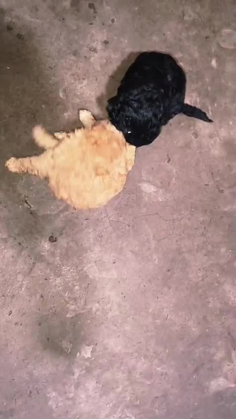 Standard Poodle Puppy at a farm in Delhi