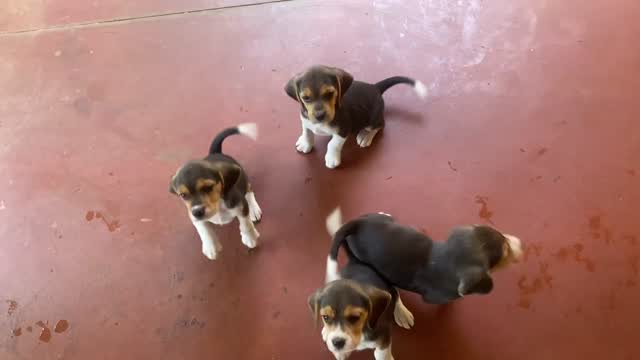 Beagle | Lemon & White | Puppy at a farm in Bengaluru, Karnataka