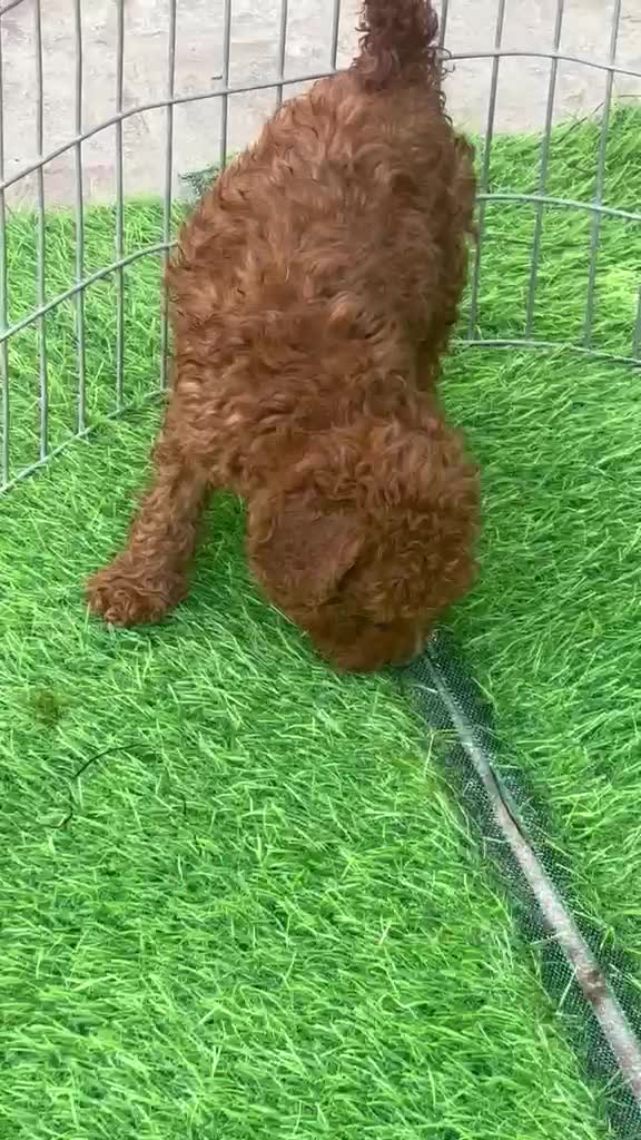 Standard Poodle Puppy at a farm in Ludhiana, Punjab