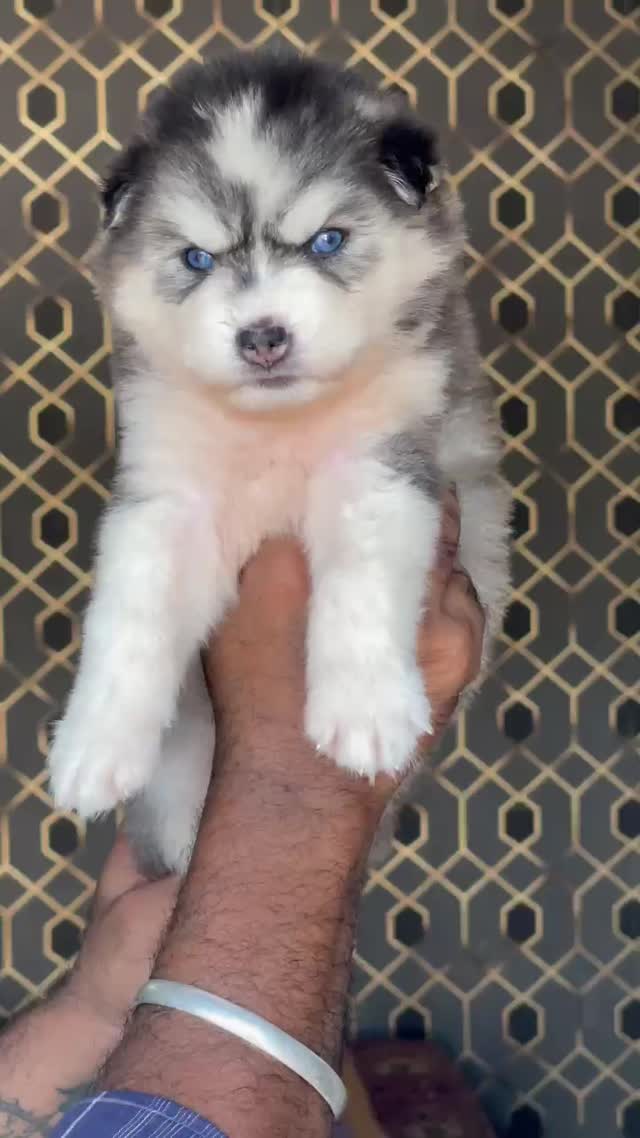 Siberian Husky Puppy | White Color at a farm in Ludhiana, Punjab