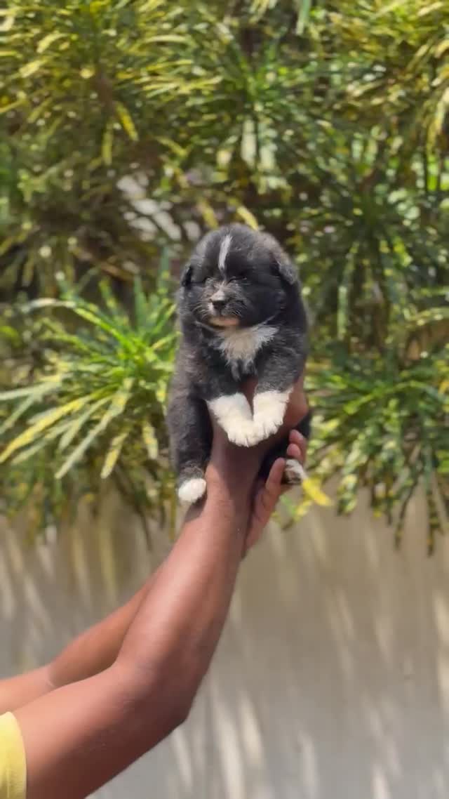 Dachshund Puppy at a farm in Alappuzha, Kerala