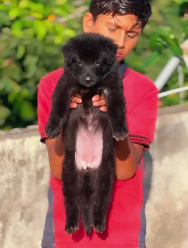 German Shepherd Puppy | Pure White at a farm in Maharashtra