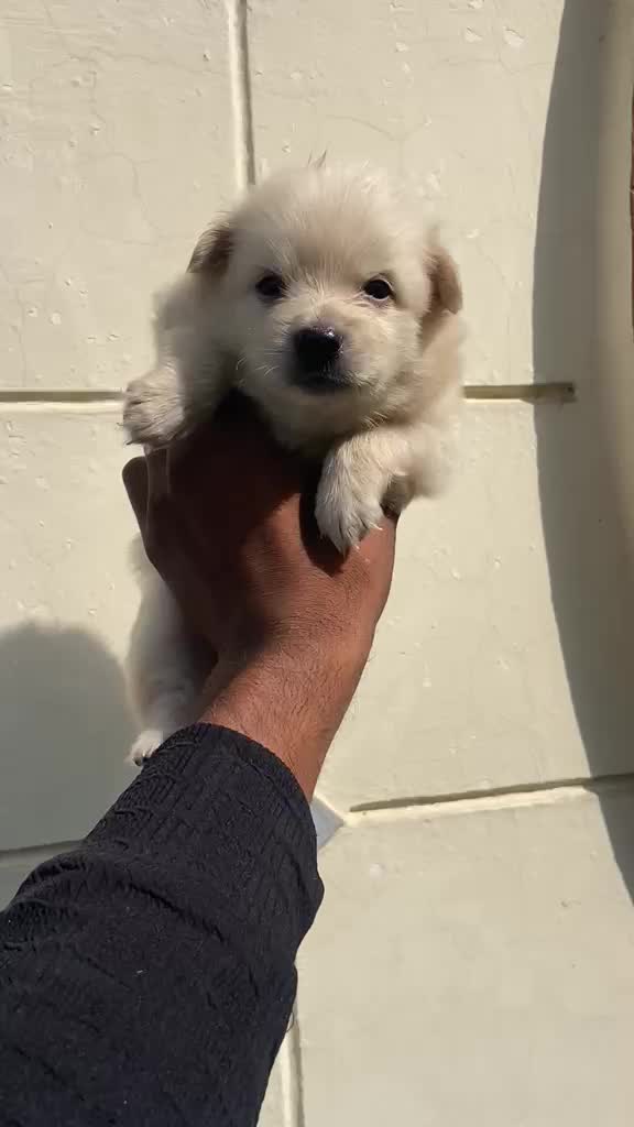 Culture Pom Puppy | White Color at a farm in Sangrur, Punjab