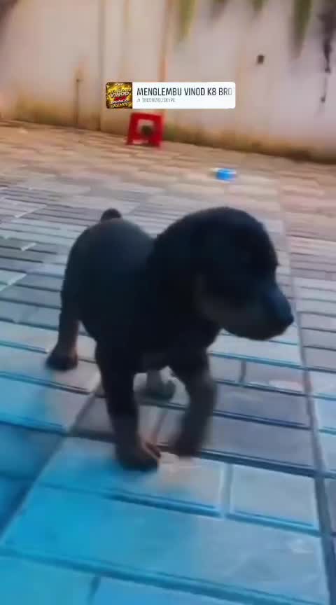 Doberman Pinscher Puppy at a farm in Madurai, Tamil Nadu