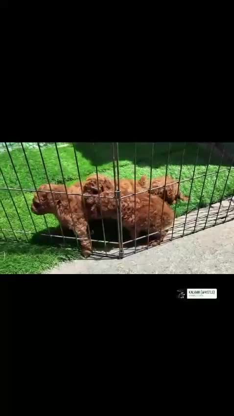 Standard Poodle Puppy at a farm in Bengaluru, Karnataka