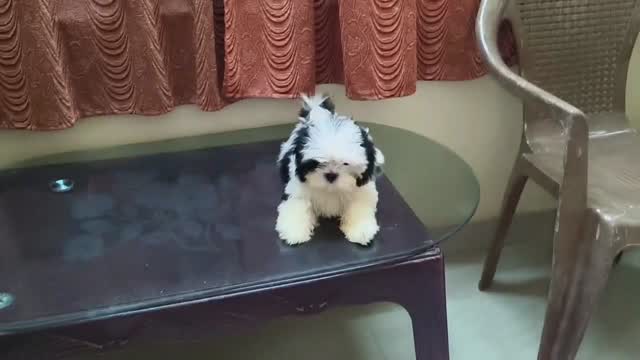 Shih Tzu | Black Color at a farm in Kodungallur, Kerala
