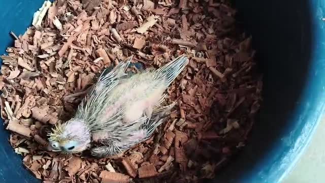 Cockatiel | Albino at a farm in Bengaluru, Karnataka