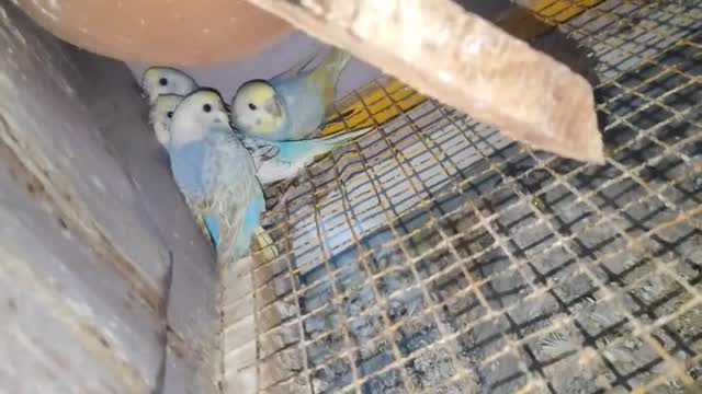 Budgies at a farm in Unnao, Uttar Pradesh