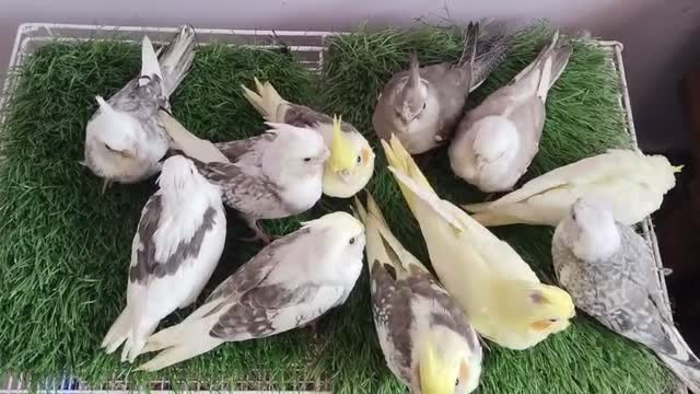 Cockatiel | Grey at a farm in Chennai, Tamil Nadu