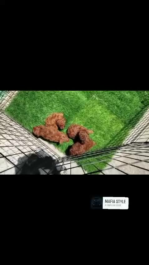 Standard Poodle Puppy at a farm in Bengaluru, Karnataka