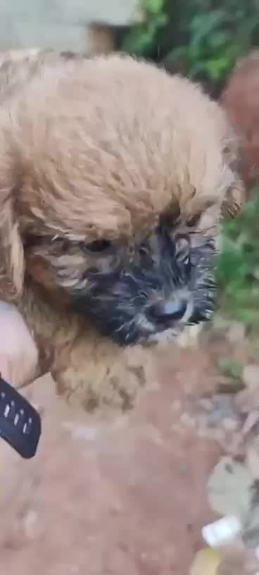 Shih Tzu | Tri Color Puppy at a farm in Kottayam, Kerala