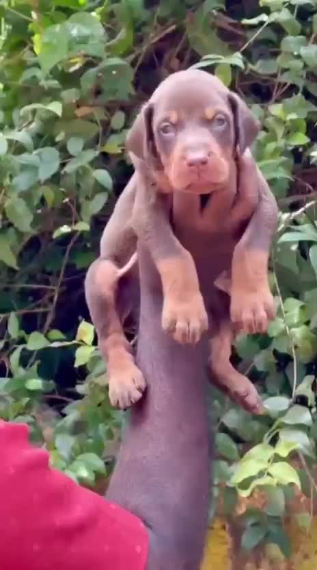 Doberman Pinscher Puppy at a farm in Kottayam, Kerala