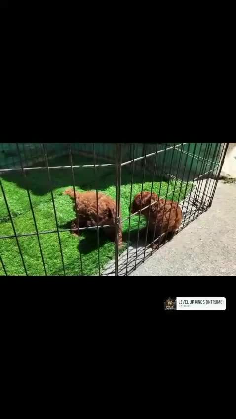 Standard Poodle Puppy at a farm in Bengaluru, Karnataka