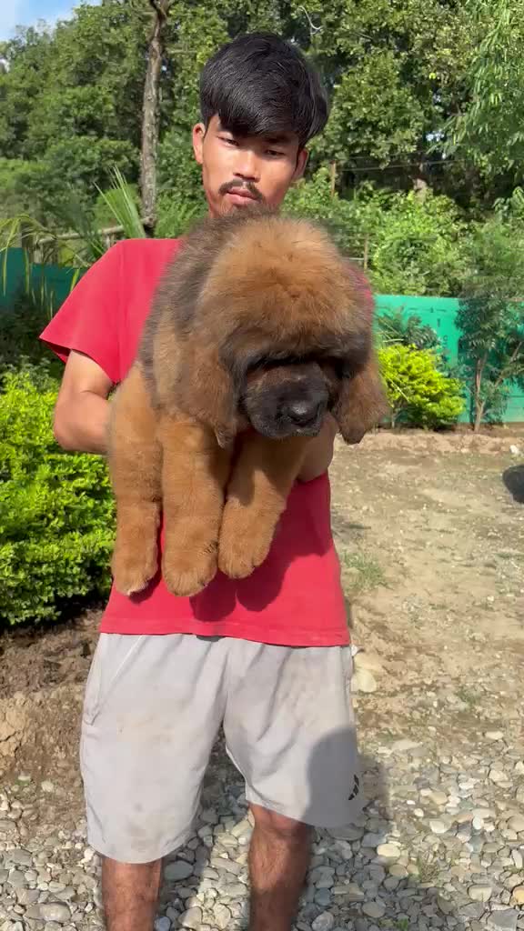 French Mastiff Puppy at a farm in Punjab