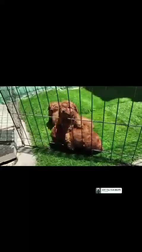 Standard Poodle Puppy at a farm in Bengaluru, Karnataka