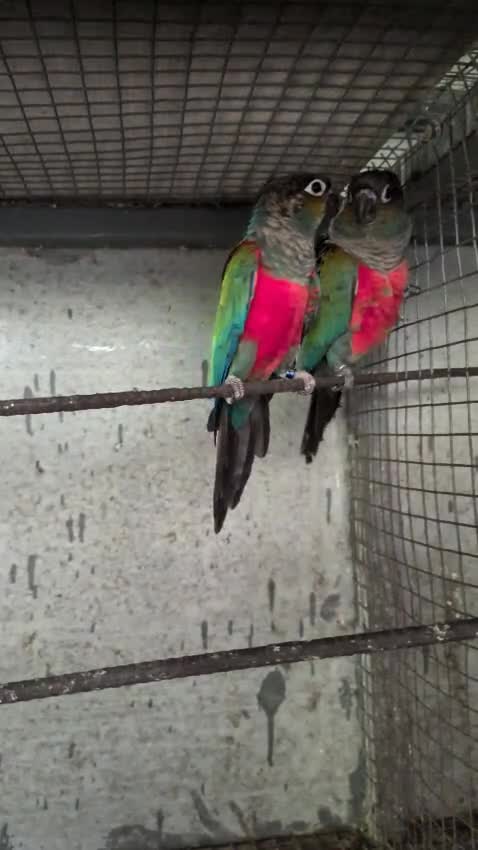 Crimson Bellied Conure at a farm in Thrissur, Kerala