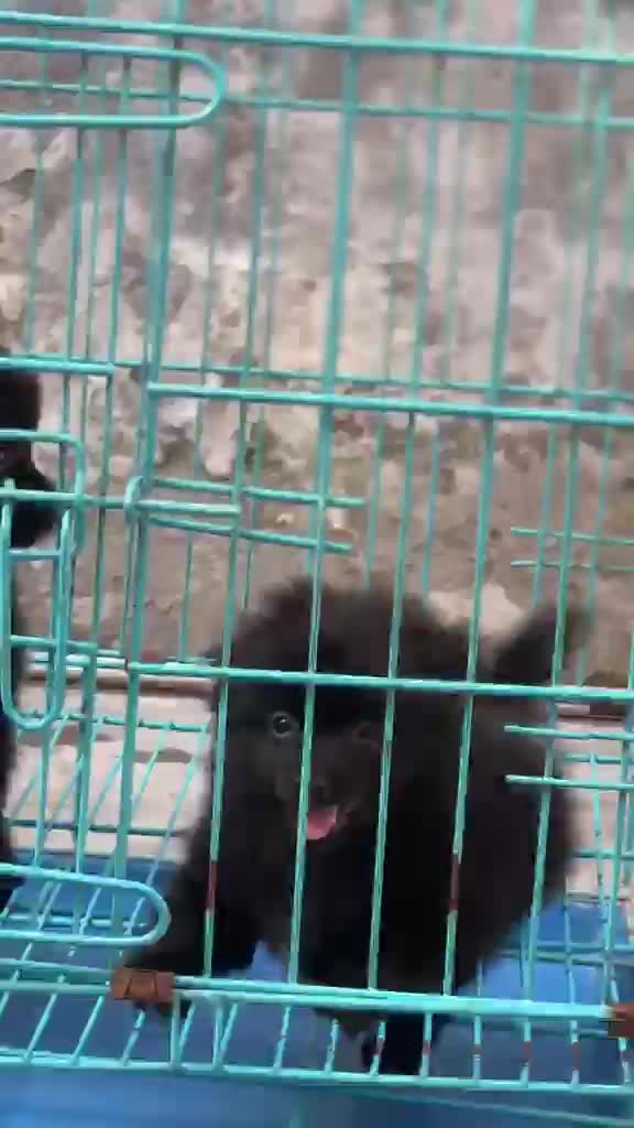 Culture Pom Puppy at a farm in Rajpura, Punjab