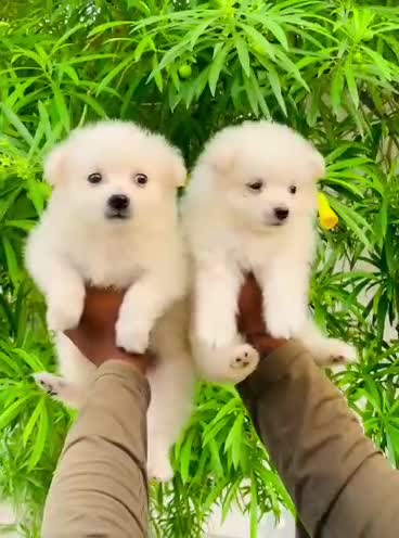 Pomeranian Puppy | Black Color at a farm in Patiala, Punjab