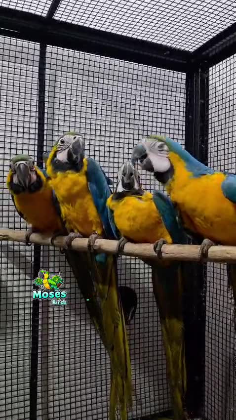 Blue & Gold Macaw at a farm in Bengaluru, Karnataka