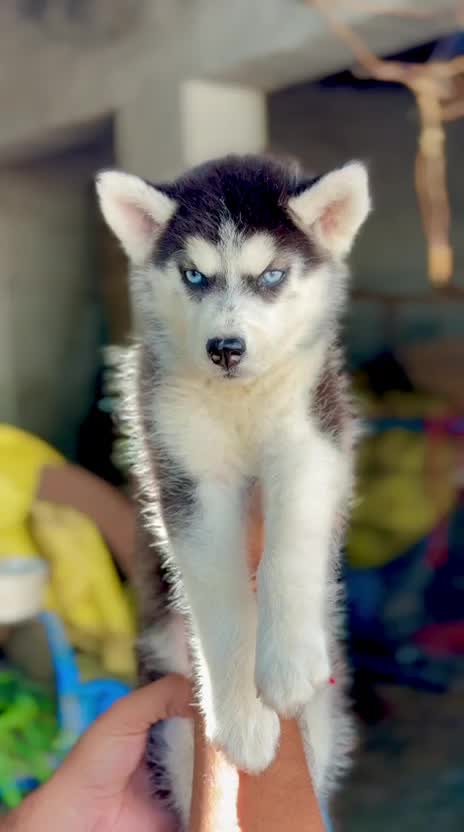 Siberian Husky Puppy | White Color at a farm in Punjab
