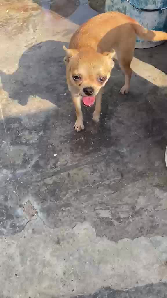 Dachshund Puppy at a farm in Jalna, Maharashtra