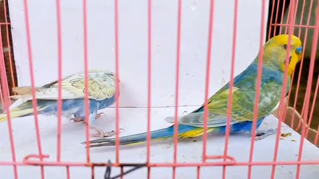Budgies at a farm in Pune, Maharashtra
