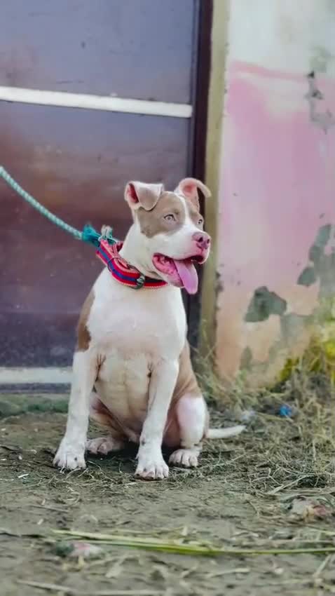 American Bully Standard Size Puppy at a farm in Garhmukteshwar, Uttar Pradesh