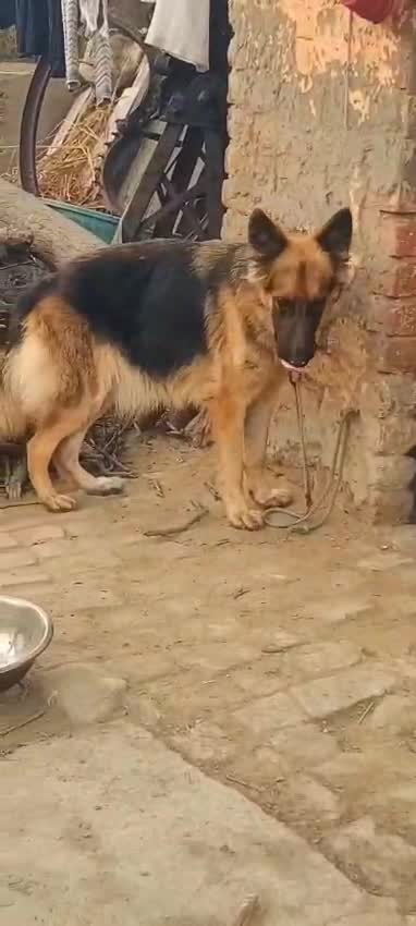 German Shepherd Puppy | Pure White at a farm in Garhmukteshwar, Uttar Pradesh