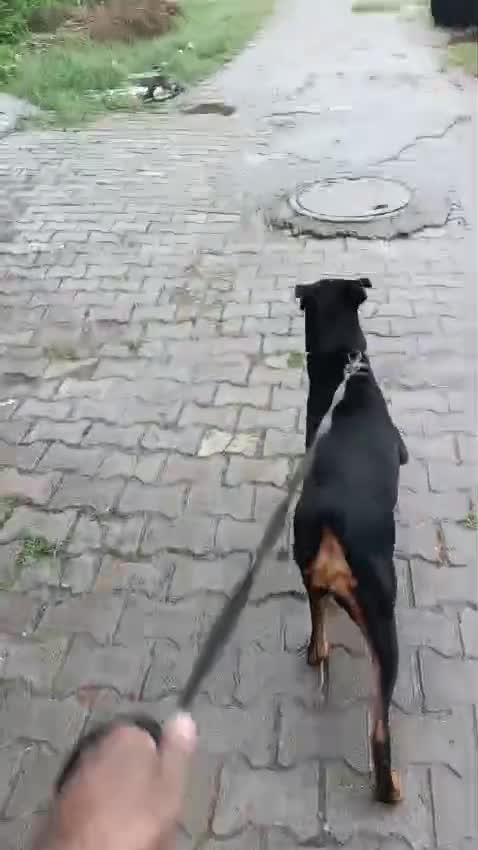 Doberman Pinscher Puppy at a farm in Garhmukteshwar, Uttar Pradesh