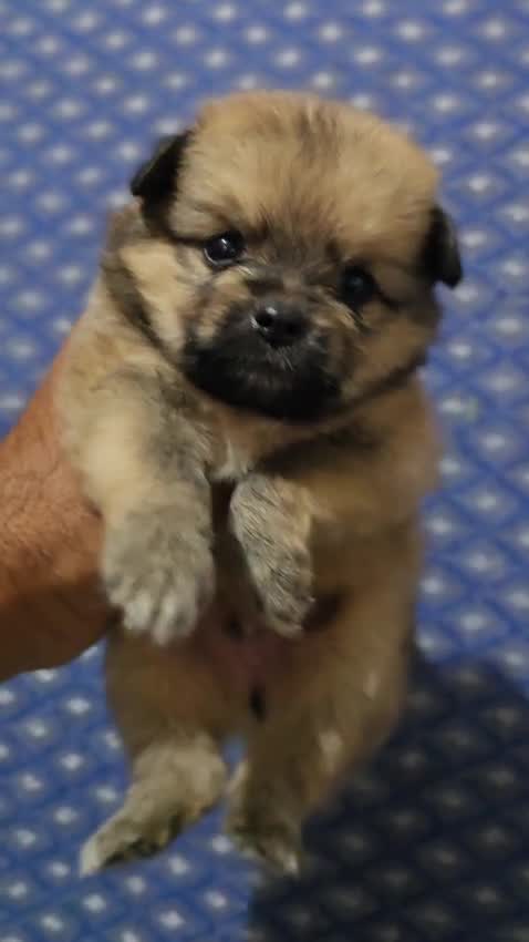 Toy Poodle Puppy at a farm in Moga, Punjab