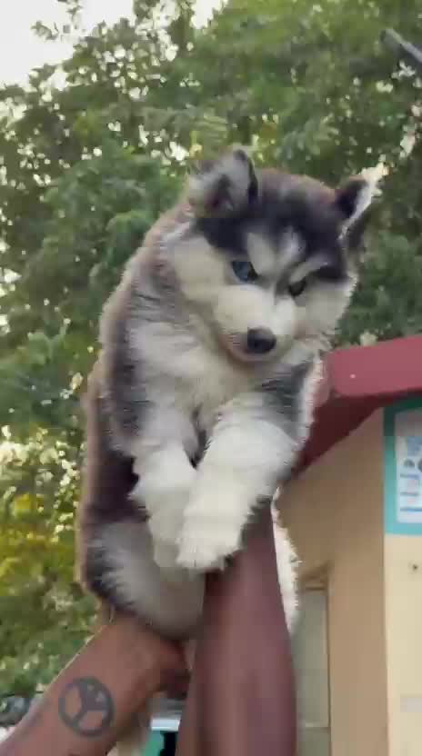 Siberian Husky Puppy | White Color at a farm in Hyderabad, Telangana