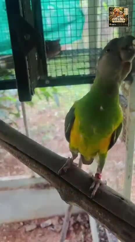 Yellow Naped Amazon at a farm in Kerala