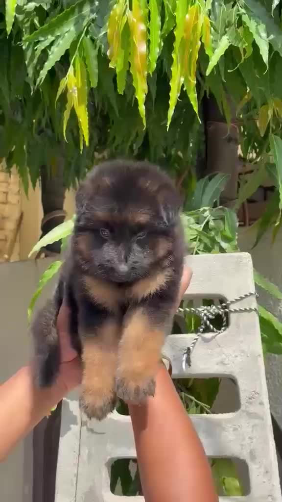 German Shepherd Puppy | Pure White at a farm in Rajpura, Punjab
