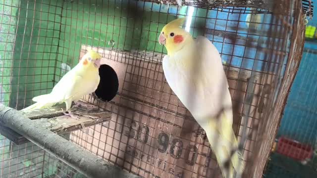 Cockatiel | Lutino at a farm in Hyderabad, Telangana