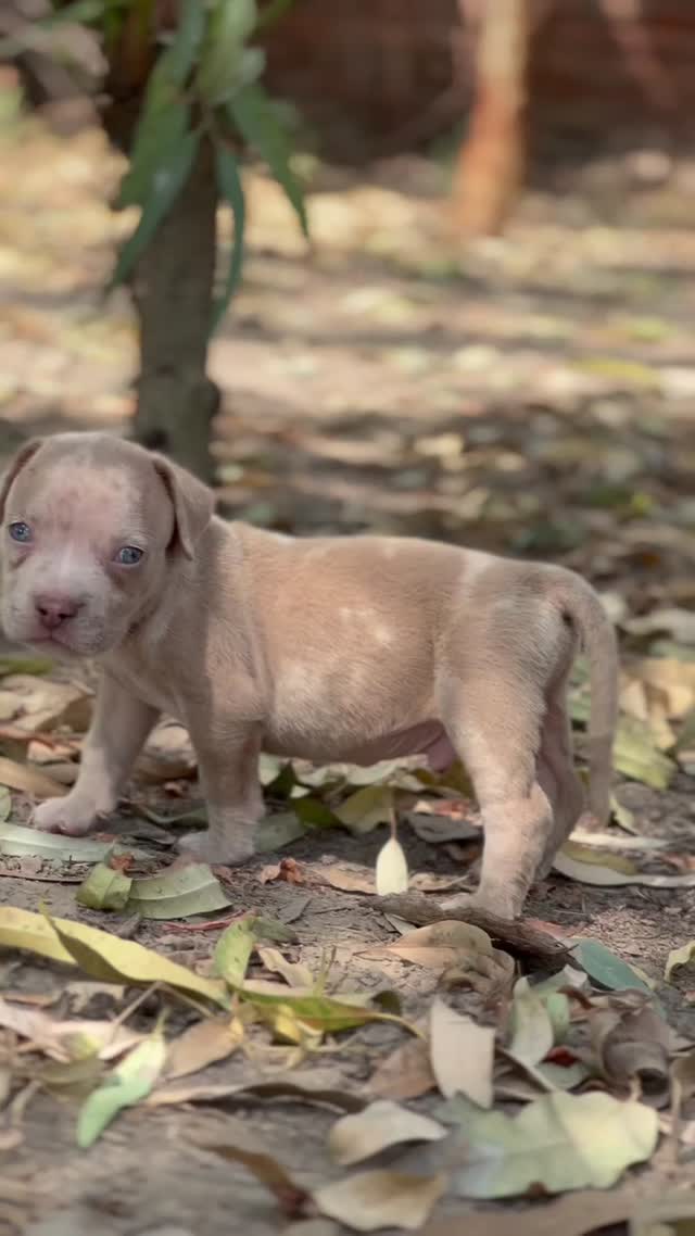 American Bully Standard Size Puppy at a farm in Khanna, Punjab