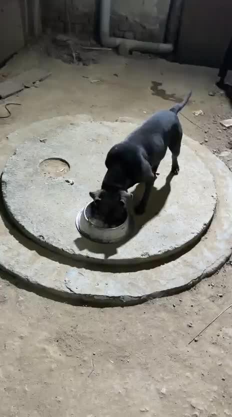 American Bully Standard Size Puppy at a farm in Delhi